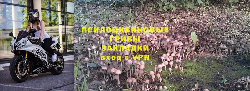 Псилоцибиновые грибы MAGIC MUSHROOMS  цены   Североморск 